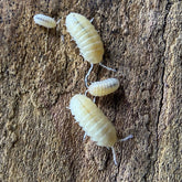 Armadillidium Vulgare T- Albino